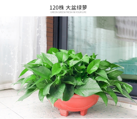 赤峰紅山綠蘿批發(fā)電話號碼-第1張圖片