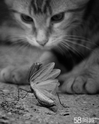 赤峰收養(yǎng)小貓電話(huà)地址是多少號(hào)-第1張圖片