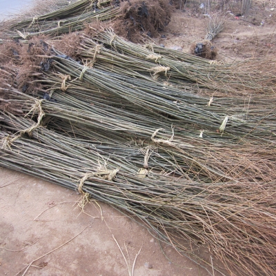 赤峰求購(gòu)苗木電話號(hào)碼多少號(hào)-第1張圖片