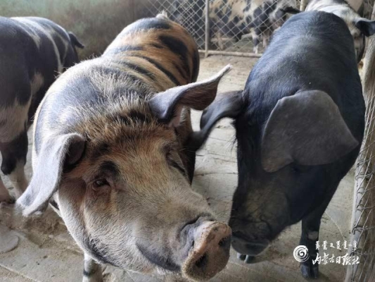 赤峰出售小狗市場地址電話號碼-第1張圖片