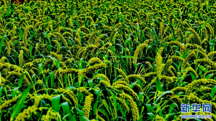 赤峰王家店炮兵團營區(qū)電話號碼-第1張圖片