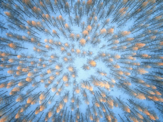 赤峰樹枝回收電話號(hào)碼查詢地址-第1張圖片