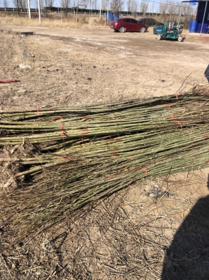 赤峰銷售柳樹苗電話號碼查詢-第1張圖片