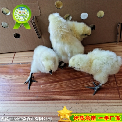 赤峰鴨苗養(yǎng)殖場地址電話號碼-第1張圖片