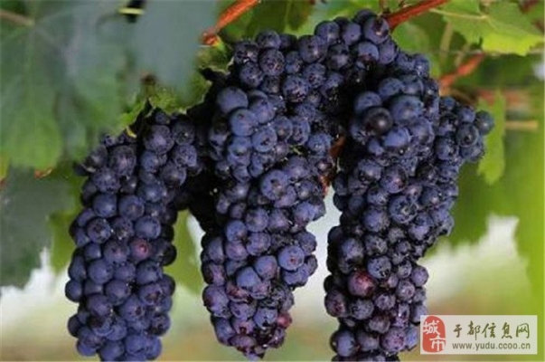 赤峰黑提葡萄采摘園電話號碼-第1張圖片