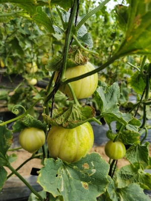 赤峰雨潤水果裝卸工電話號碼-第1張圖片