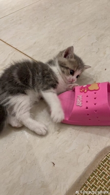 赤峰同城買貓砂電話地址查詢-第1張圖片