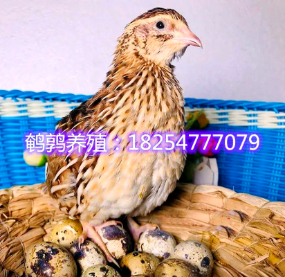 赤峰賣活鵪鶉的電話號碼-第1張圖片