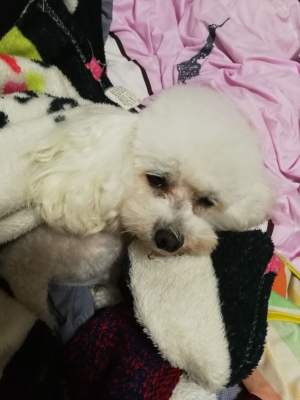 赤峰市寵物店電話號(hào)碼-第1張圖片