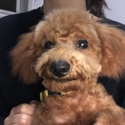 赤峰寵物美容招人電話號(hào)碼是多少-第1張圖片