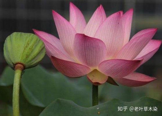 赤峰狗肉飯店電話號碼多少號-第1張圖片