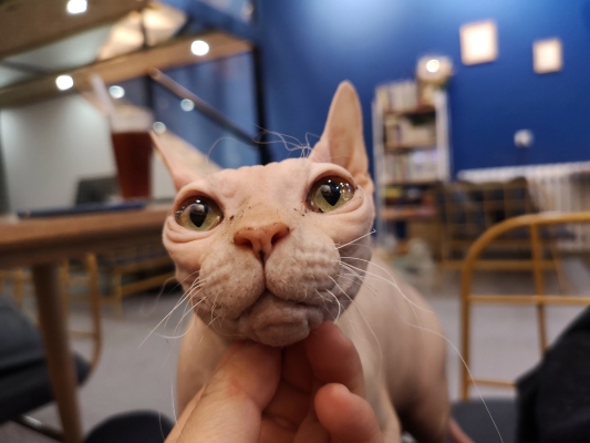 赤峰市貓貓洗澡店電話號(hào)碼-第1張圖片