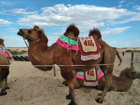 赤峰騎行李大姐電話多少號(hào)-第1張圖片