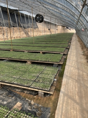 赤峰圓茄苗定購電話查詢號(hào)碼-第1張圖片