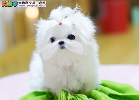 赤峰出售狗食品電話號(hào)碼是多少-第1張圖片