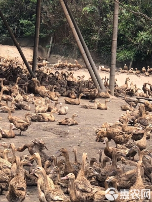 赤峰市批發(fā)鴨苗電話地址查詢(xún)-第1張圖片