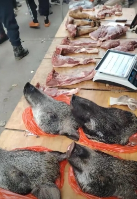 赤峰賣小乳豬電話號碼多少-第1張圖片