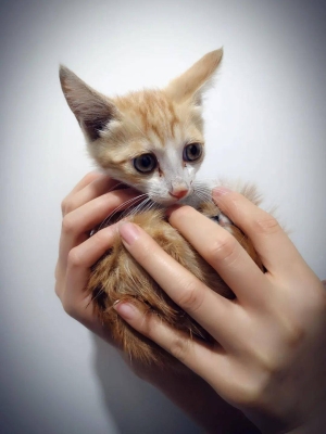 赤峰領(lǐng)養(yǎng)貓狗電話號多少號-第1張圖片