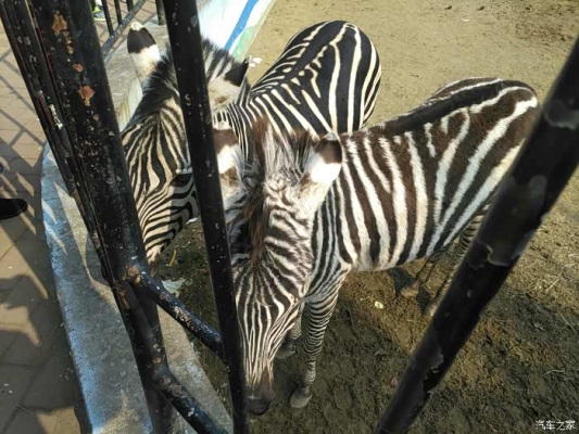 赤峰南山公園動(dòng)物園電話(huà)號(hào)碼-第1張圖片