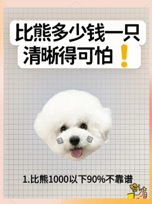 赤峰寵物比熊出售信息電話號碼-第1張圖片