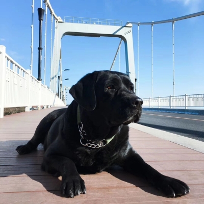 赤峰狗子寄養(yǎng)中心電話號碼查詢-第1張圖片