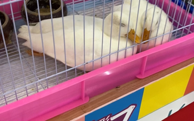 赤峰賣寵物鴨的地方電話號碼-第1張圖片