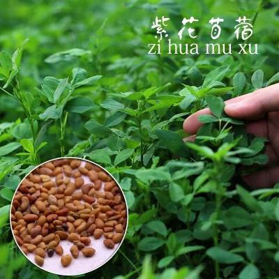 赤峰苜蓿草種子出售電話(huà)號(hào)碼-第1張圖片
