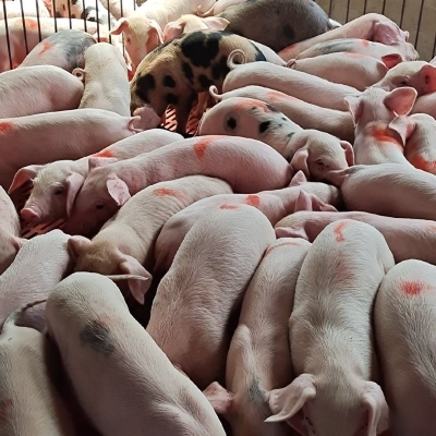 赤峰西城凍豬批發(fā)電話號(hào)碼-第1張圖片