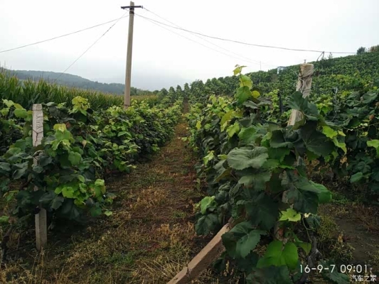 赤峰采摘葡萄園地址電話號(hào)碼-第1張圖片