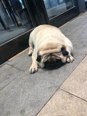 赤峰狗狗酒店電話多少啊-第1張圖片