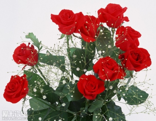 赤峰七夕賣花電話地址查詢-第1張圖片