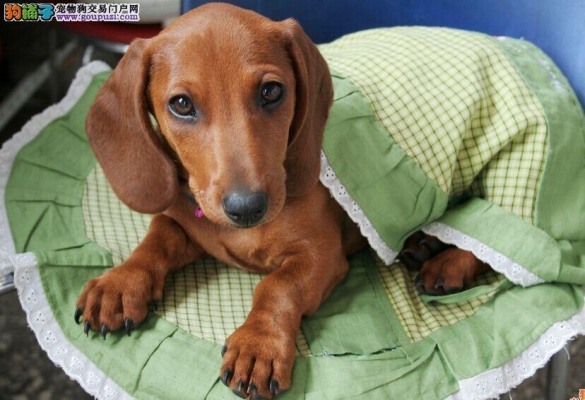 赤峰臘腸犬出售電話號碼-第1張圖片