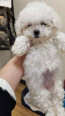 赤峰寵物比熊出售電話地址查詢-第1張圖片