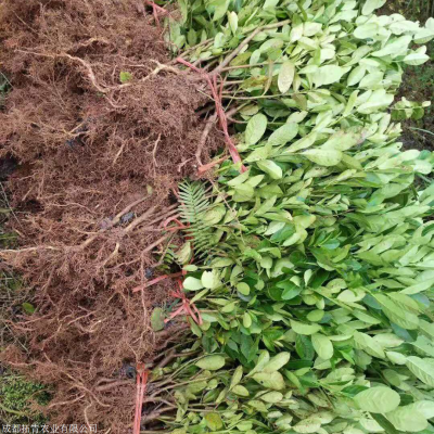 赤峰糯米糖瓜種植基地電話號碼-第1張圖片