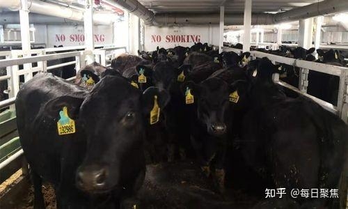 赤峰肉牛檢疫站電話地址查詢-第1張圖片