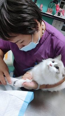 赤峰寵物眼科?？漆t(yī)院電話號碼-第1張圖片