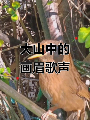 赤峰畫眉鳥店電話號(hào)碼多少-第1張圖片