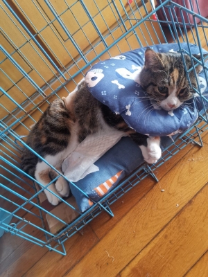 赤峰柚米寵物醫(yī)院電話號碼-第1張圖片