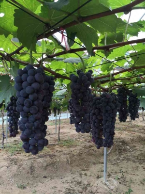 赤峰藍(lán)寶石葡萄園電話號(hào)碼-第1張圖片