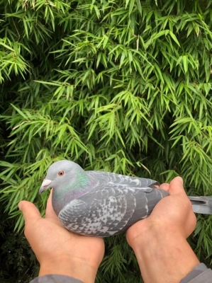 赤峰市批發(fā)鴿子市場(chǎng)電話號(hào)碼-第1張圖片