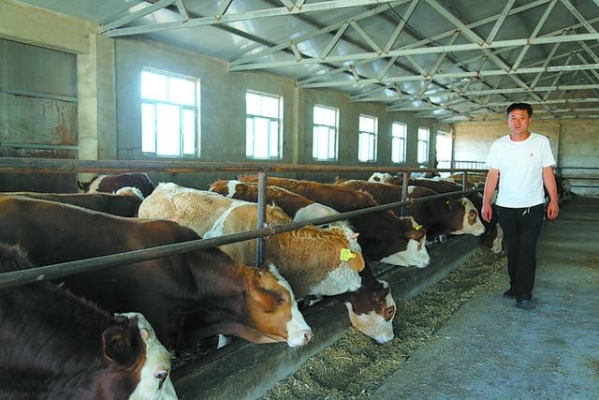 赤峰大型養(yǎng)牛場(chǎng)地址電話號(hào)碼-第1張圖片