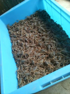 赤峰人工蝎子養(yǎng)殖廠電話號(hào)碼-第1張圖片