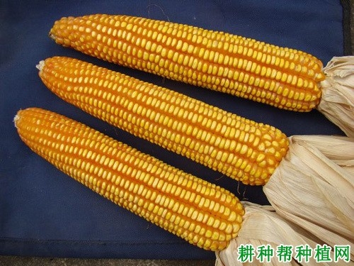 赤峰田豐公司-第1張圖片