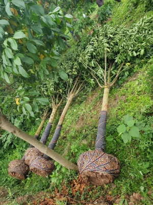 赤峰附近的苗圃基地電話號碼-第1張圖片