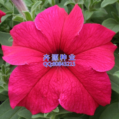 赤峰蒙龍種業(yè)銷售電話號(hào)碼-第1張圖片