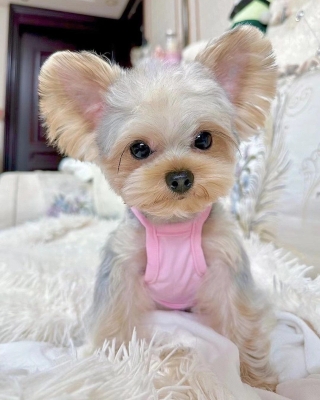 赤峰寵物店疫苗電話查詢號(hào)碼-第1張圖片