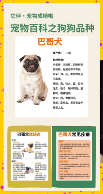 赤峰巴哥犬出售信息電話號(hào)碼-第1張圖片