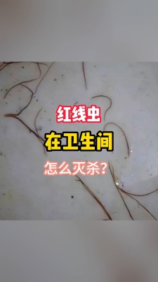 赤峰賣紅線蟲的電話地址是多少-第1張圖片