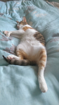 赤峰貓咪剃毛店地址電話號(hào)碼-第1張圖片