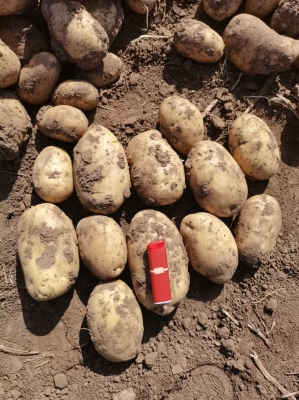 赤峰烤腸機(jī)批發(fā)電話號(hào)碼-第1張圖片